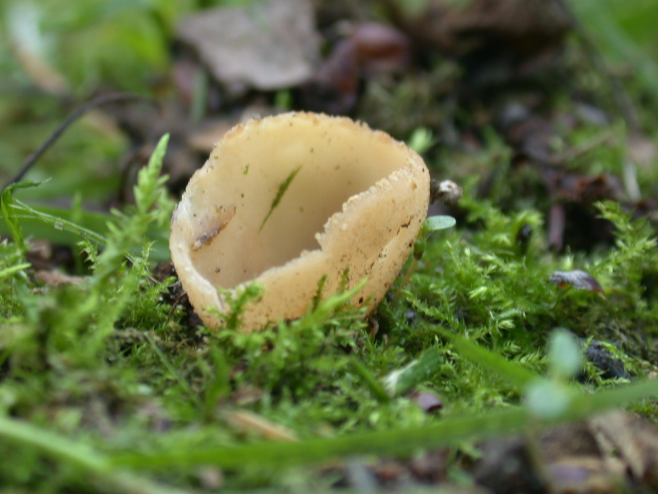 Tarzetta catinus